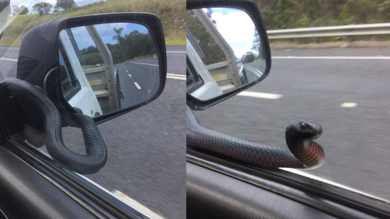 Φίδι προσπαθεί να μπει στην καμπίνα του αυτοκινήτου!